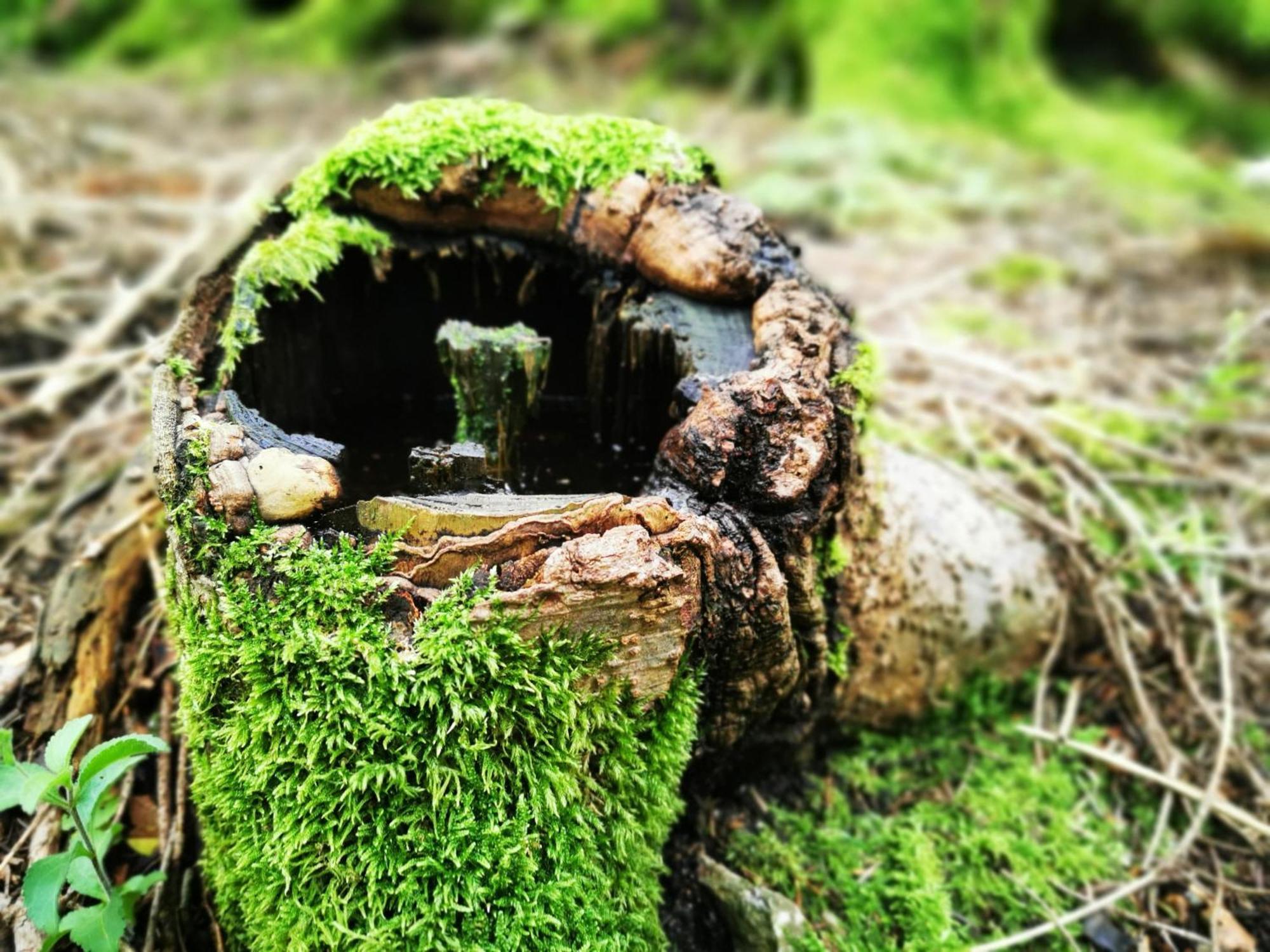 Miuti Residence Triberg im Schwarzwald Dış mekan fotoğraf